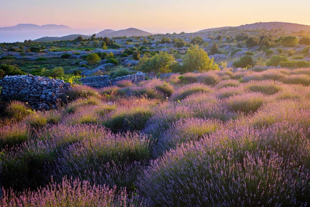 Lavender field on Hvar island in Croatia at sunrise.