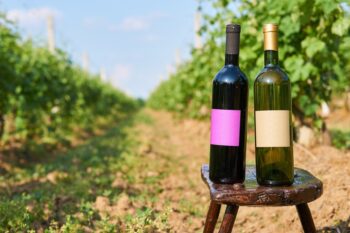 Frankovka wine bottles in the vineyard