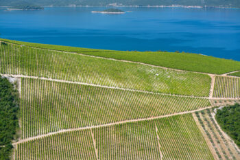 Look of dalmatian vineyard infront of the sea