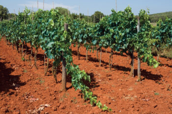 Croatian wines are often produced in the red soil