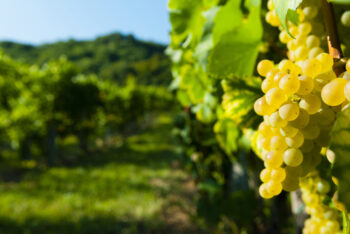 Croatian white grapes in Istria