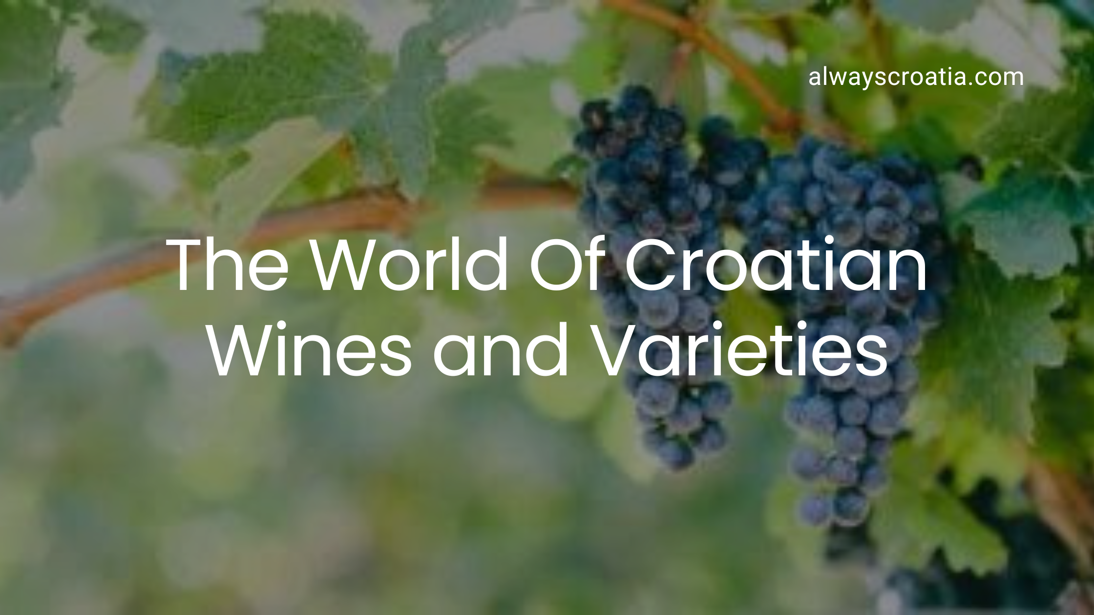 Grapevine - title The World of Croatian Wines and Varieties.